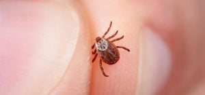 Ученые нашли простой способ избавиться от клещей: он эффективен на 99 процентов