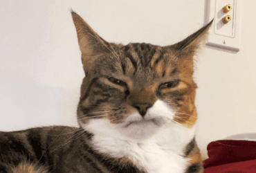 Нова зірка соцмереж: кішка втратила передні зуби і змінилася назавжди