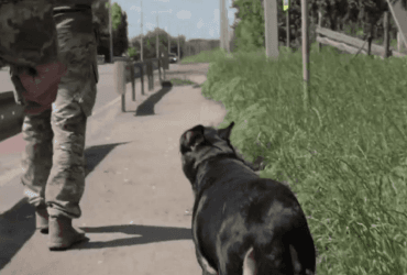 Собака врятувала героїв під Бахмутом від смерті: бійці розповіли неймовірну історію (відео)