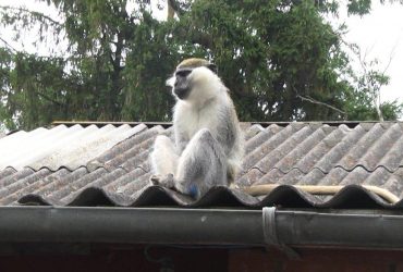 Обезьяна-беглянка уже неделю терроризирует село на Хмельнитчине: пострадал ребенок