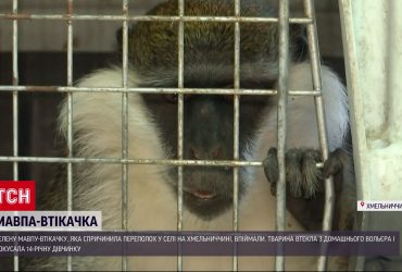 На Хмельниччині на дитину напала мавпа: екзотичну втікачку ловили всім селом