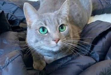 Кот с невероятно яркими изумрудными глазами покорил сеть (фото, видео)
