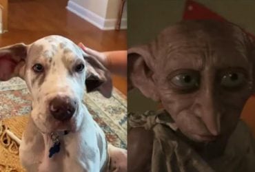 Вирусный пес Добби: сеть разорвали уши щенка дога (фото, видео)