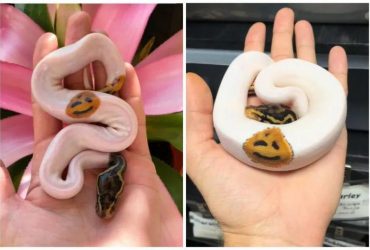 Незвичний пітон зі смайликом завірусився в мережі (відео)