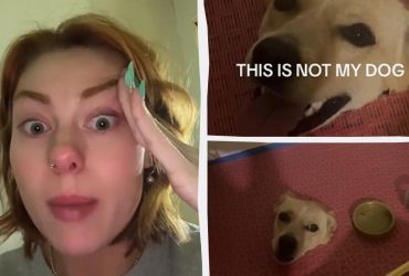 Жінка виявила у своїй ванній кімнаті чужого собаку, що застряг у підлозі