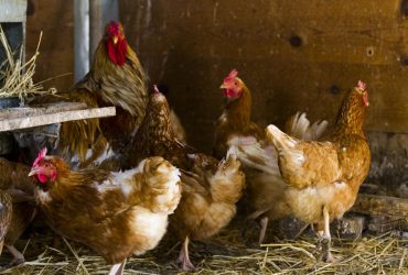 Яких курей завести заради домашніх яєць: заздрити будуть усі сусіди