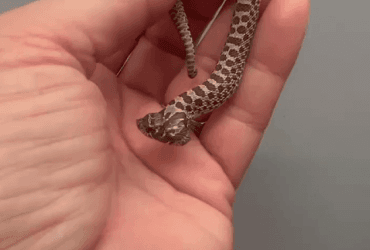 Рідкісна тварина з двома головами народилася просто в стінах зоомагазину (відео)