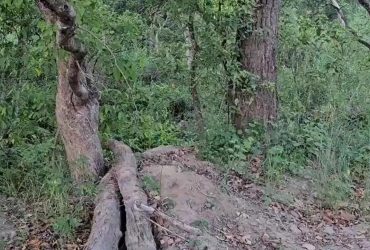 Только самые внимательные смогут обнаружить спрятавшегося в кустах тигра за 9 секунд