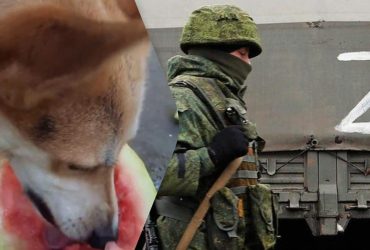 В Херсонской области пес смачно слопал арбуз под носом у оккупантов (видео)