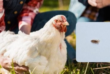 Досвідчені птахівники перевірили особисто: названо кращий засіб від курячих вошей