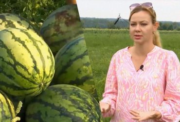 Диво-врожай: фермери виростили кавуни на Прикарпатті і здивували всіх (відео)