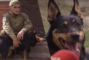 Легендарная собака Жужа воссоединилась с бойцом, которого спасла под Бахмутом (видео)