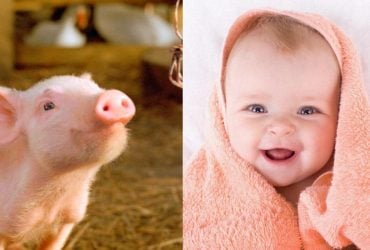 Женщина ошибочно назвала сына в честь знаменитой свиньи и отказывается менять имя