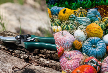 Секреты выращивания кабанчиков: чем подкормить тыкву во время плодоношения