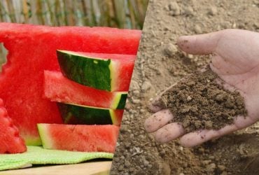 Викидали скарб: чи можна закопувати кавунові кірки в землю