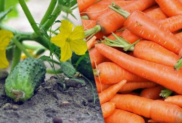 Дешевле, чем в прошлом году: сколько стоят популярные овощи сегодня