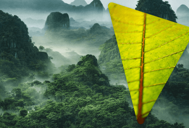 В тропических лесах может стать слишком жарко для фотосинтеза - исследование