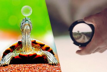 Уникальная оптическая иллюзия: найдите черепаху за 5 секунд