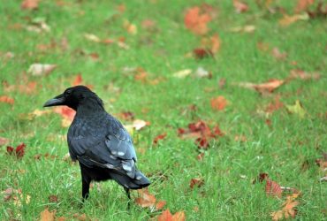 Похолодание в Украине: синоптик сообщила, как долго оно продлится
