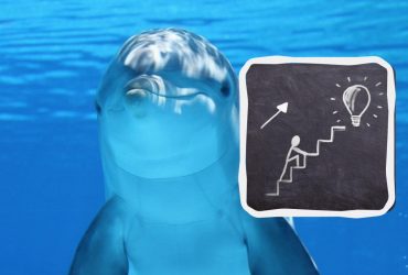 Гений с орлиными глазами сможет заметить дельфина на пляже за 6 секунд: головоломка для внимательных