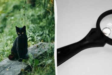 Треба помітити кота в зоопарку за 7 секунд: дуже складна головоломка