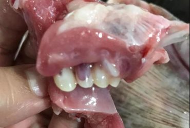 Женщина купила на обед рыбу и ужаснулась, обнаружив человеческие зубы