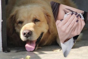 Чоловік назвав свою собаку так, що його мати-християнка заридала, коли почула