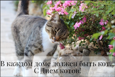 Всемирный день кошек: история праздника, поздравления и открытки - фото
