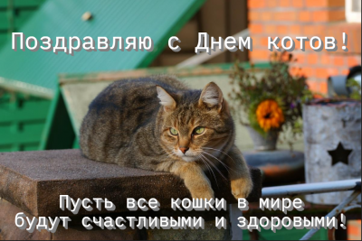 Любимому котику