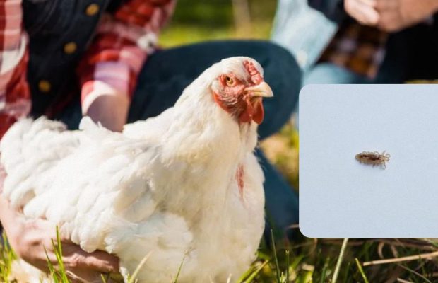 Досвідчені птахівники перевірили особисто: названо кращий засіб від курячих вошей