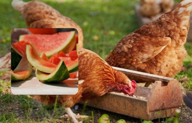 Будут нестись, как сумасшедшие: как подкармливать куриц арбузной кожурой