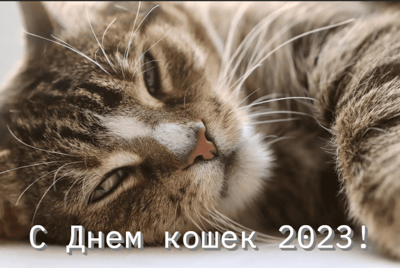 День кота 2023 - поздравления, факты о кошках — УНИАН