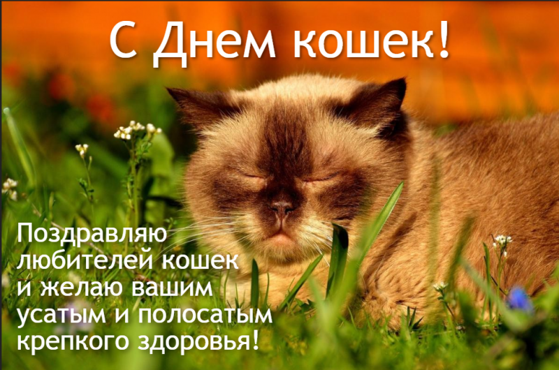 День кота 2023 - поздравления, факты о кошках — УНИАН