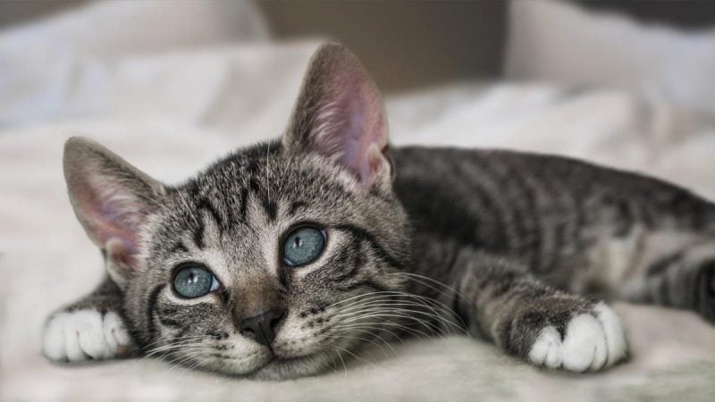 Некоторым котам в жару могут помочь водные процедуры / фото pixabay.com Некоторым котам в жару могут помочь водные процедуры / фото pixabay.com