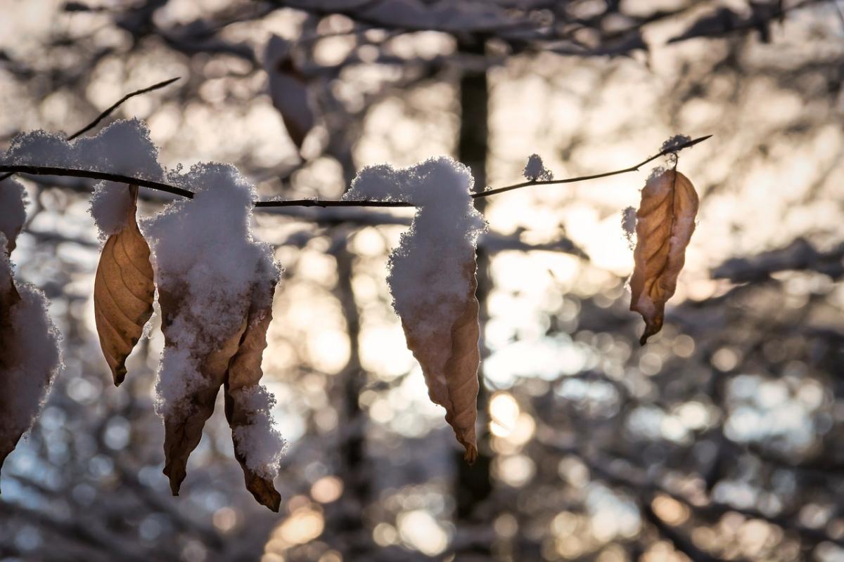 20 нобр осадкві в Україні продовжаться / фото Gundula Vogel / Pixabay 20 нобр осадкві в Україні продовжаться / фото Gundula Vogel / Pixabay