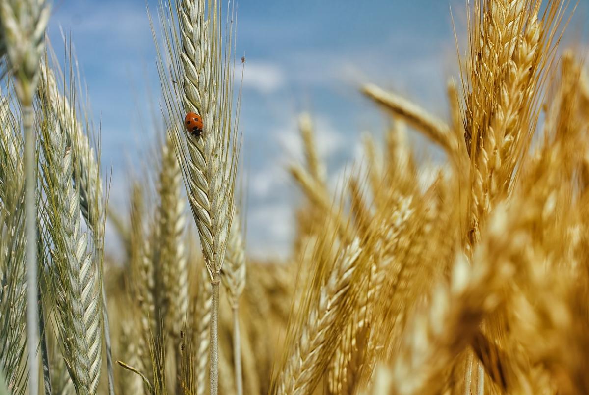 В Україні почалась посівна / фото Pixabay В Україні почалась посівна / фото Pixabay