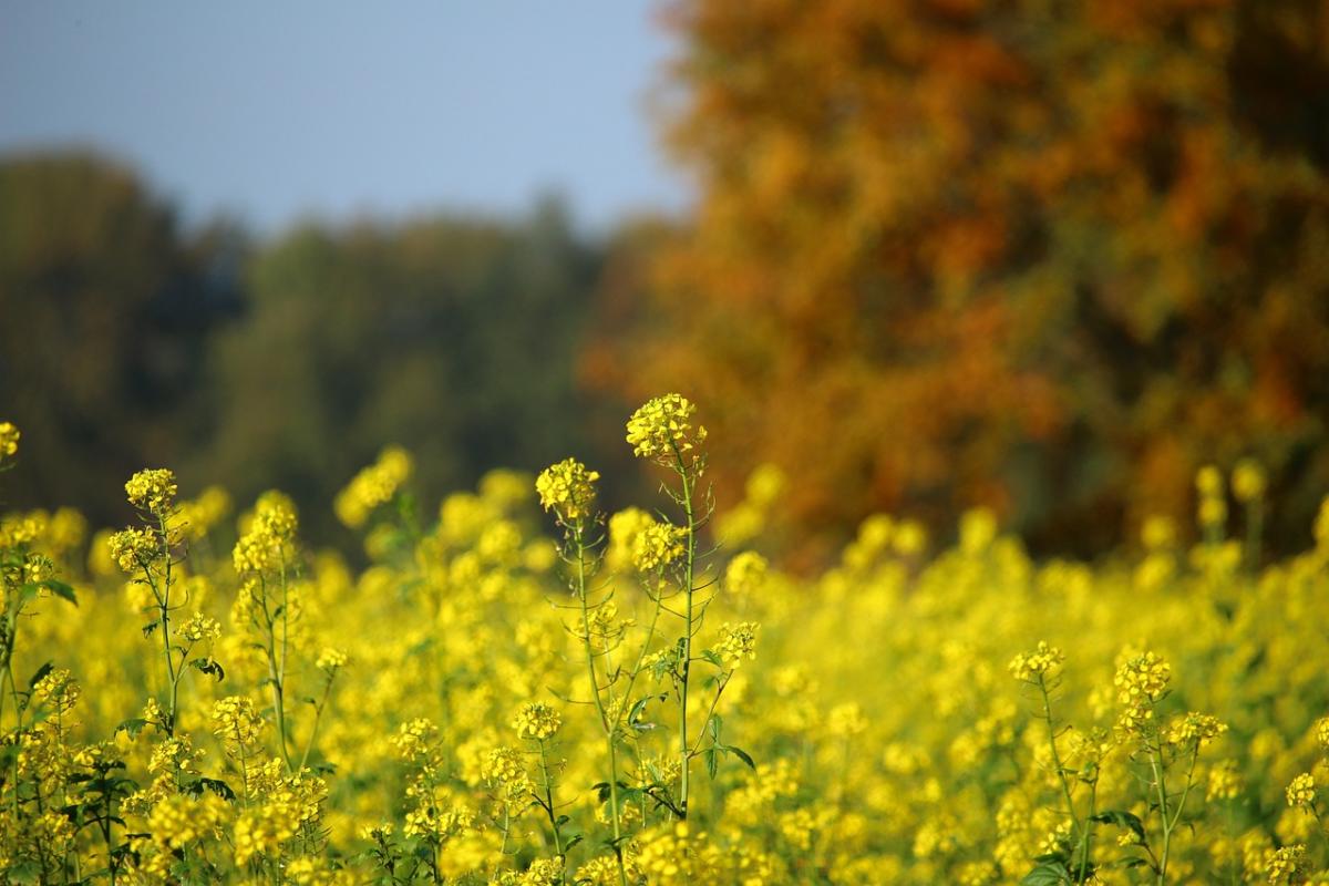 С сегодняшнего дня в Украине будет становиться теплее / фото rihaij / Pixabay С сегодняшнего дня в Украине будет становиться теплее / фото rihaij / Pixabay