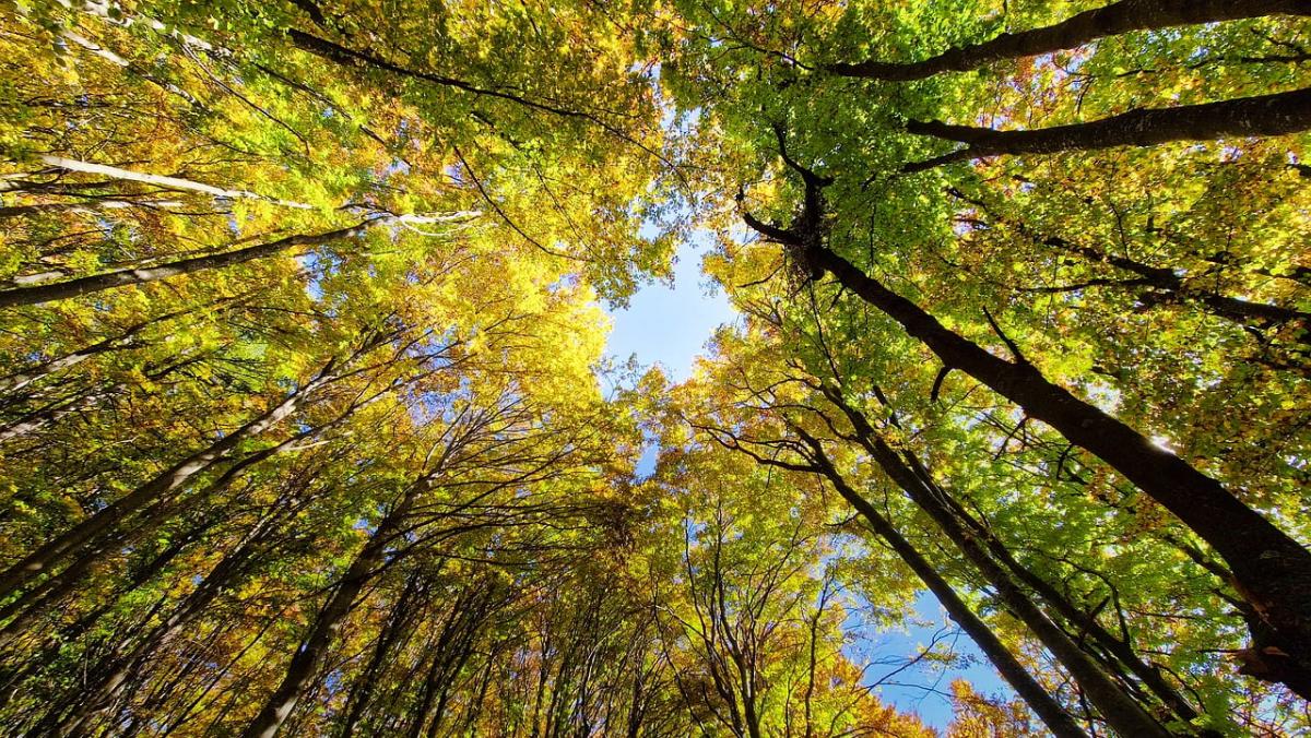 21 та 22 вересня в Україні очікується спокійна й тепла погода / фото Foto Joe / Pixabay