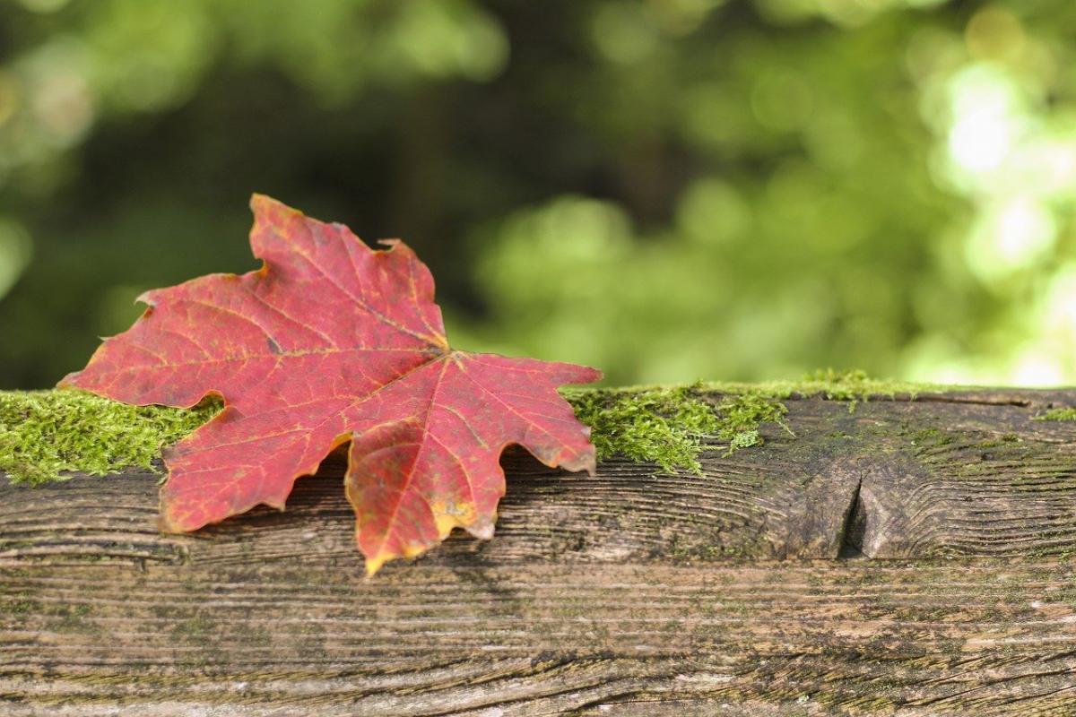 Какой сегодня праздник в Украине / фото Annika Bitter / Pixabay