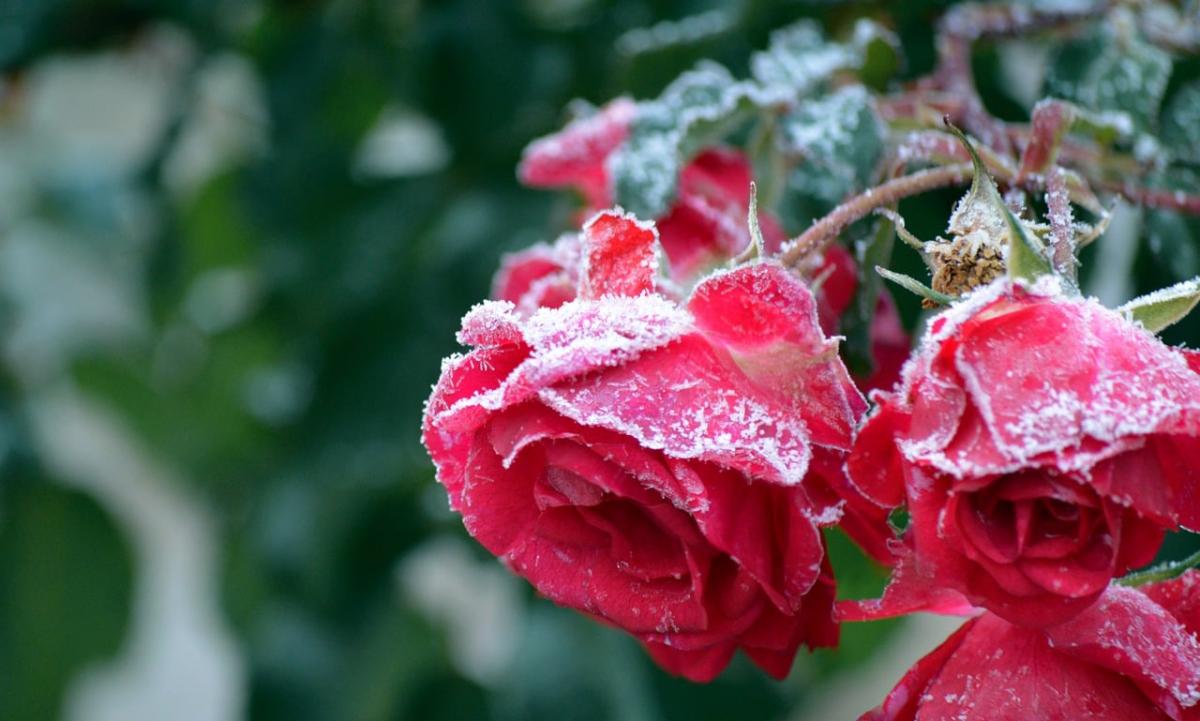 Заморозки в Украине вероятны в начале следующей недели / фото Frauke Riether / Pixabay Заморозки в Украине вероятны в начале следующей недели / фото Frauke Riether / Pixabay