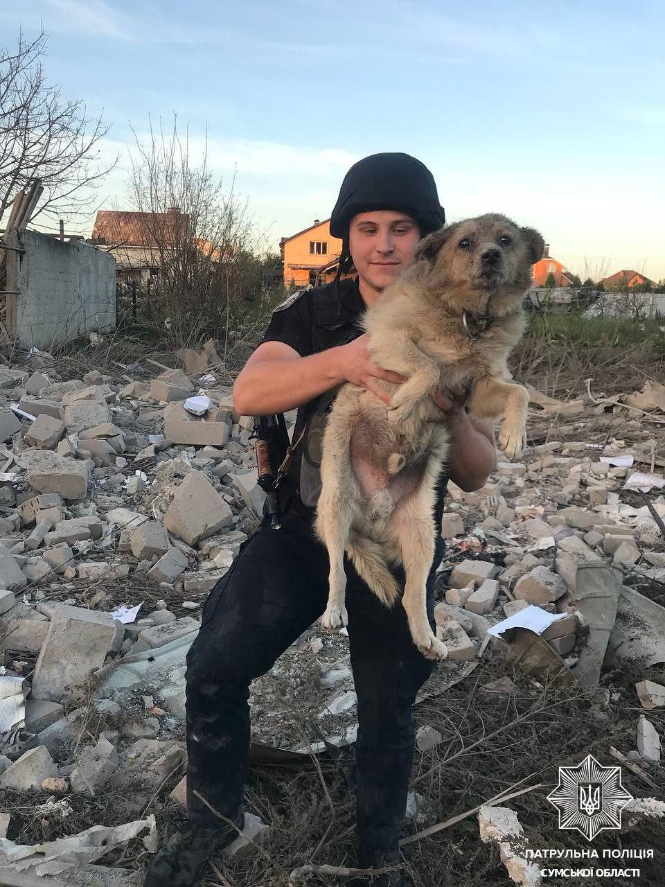 Из-под завалов в Сумах спасли собачку / фото МВС Из-под завалов в Сумах спасли собачку / фото МВС