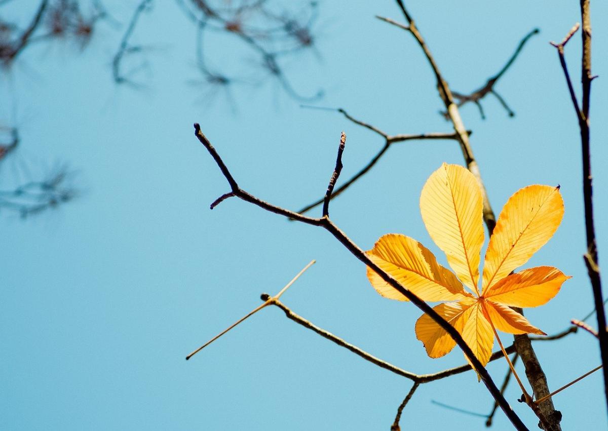 7 листопада в столиці буде тепло і сухо / фото Tran Thao An / Pixabay 7 листопада в столиці буде тепло і сухо / фото Tran Thao An / Pixabay