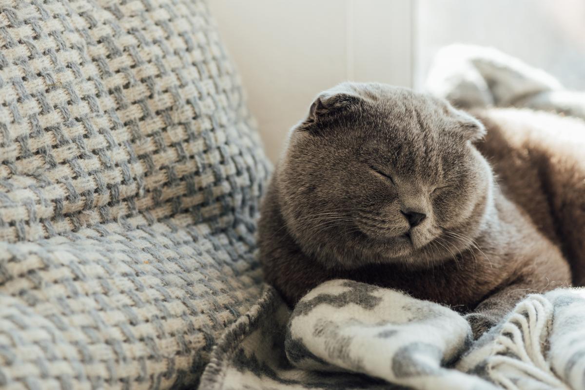 Кошки и коты могут движениями хвоста намекнуть на проблемы / фото ua.depositphotos.com Кошки и коты могут движениями хвоста намекнуть на проблемы / фото ua.depositphotos.com