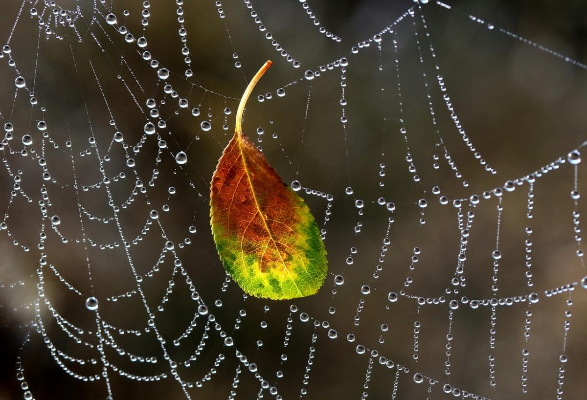 Фото: Adina Voicu / Pixabay Фото: Adina Voicu / Pixabay