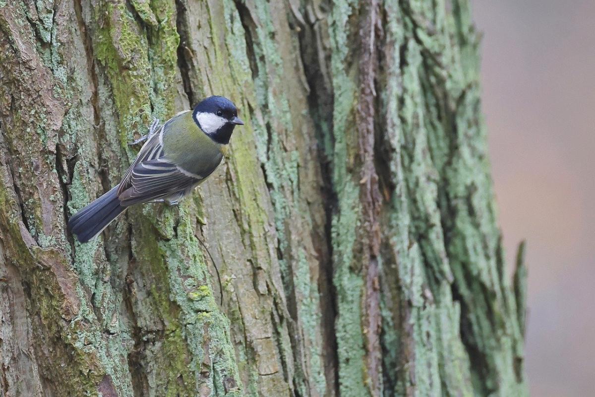 Кінець зими в Києві буде теплим / фото sharkolot / Pixabay Кінець зими в Києві буде теплим / фото sharkolot / Pixabay