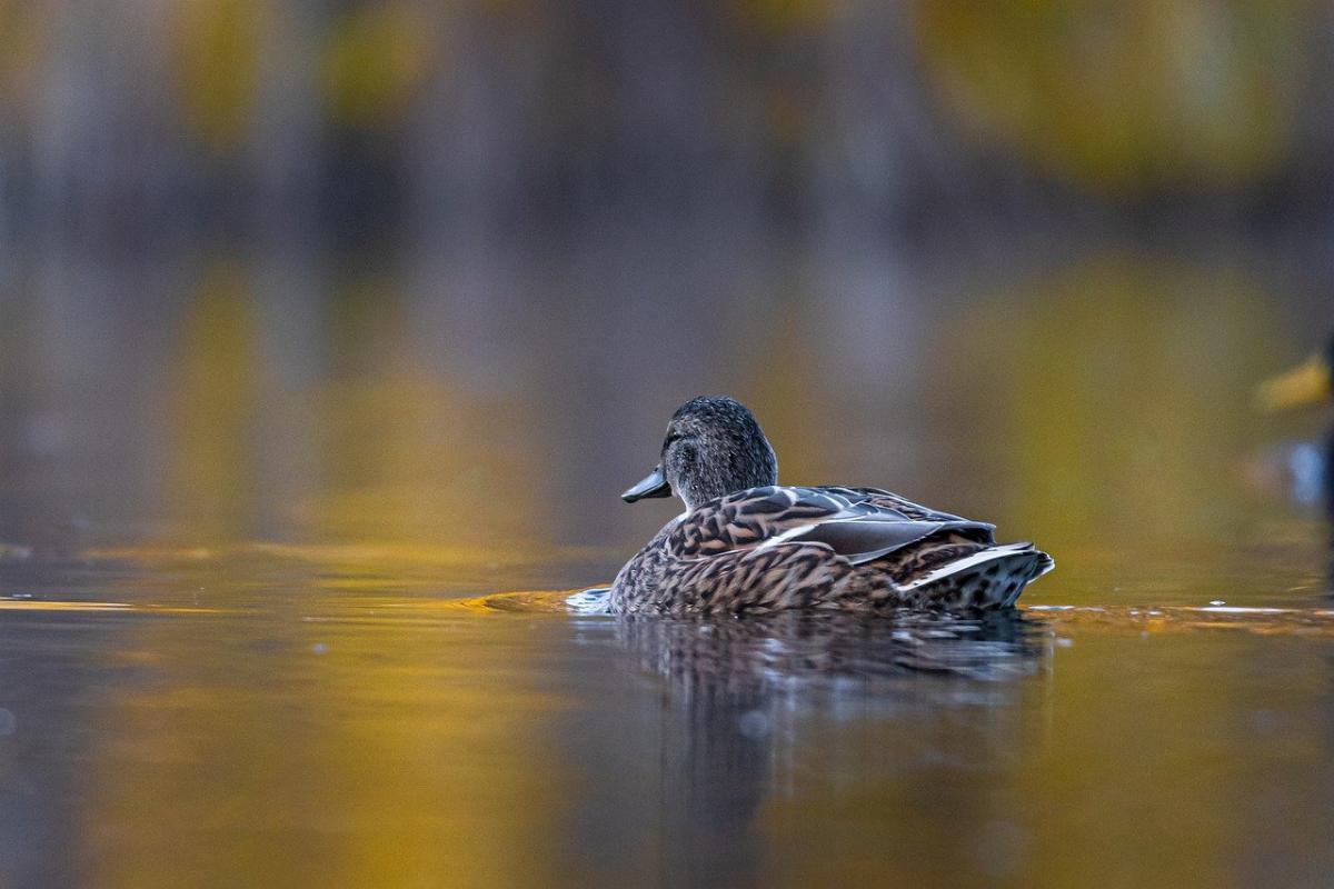 Дикі качки втратили природний страх перед людиною та почали облаштовувати гнізда у незвичних місцях / фото Gregor Ritter / Pixabay Дикі качки втратили природний страх перед людиною та почали облаштовувати гнізда у незвичних місцях / фото Gregor Ritter / Pixabay
