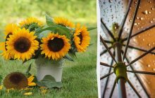 Субота порадує українців літнім теплом, але частину країни охоплять дощі (карта)