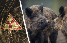 Не из-за Чернобыля: ученые выяснили, почему дикие кабаны в Европе радиоактивны