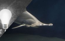 Акулячий шабаш: вчені розкрили таємницю дивних зборів самок акули під повним місяцем