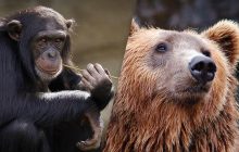 Лише людина з винятковим зором знайде ведмедя серед мавп за 4 секунди: складна головоломка